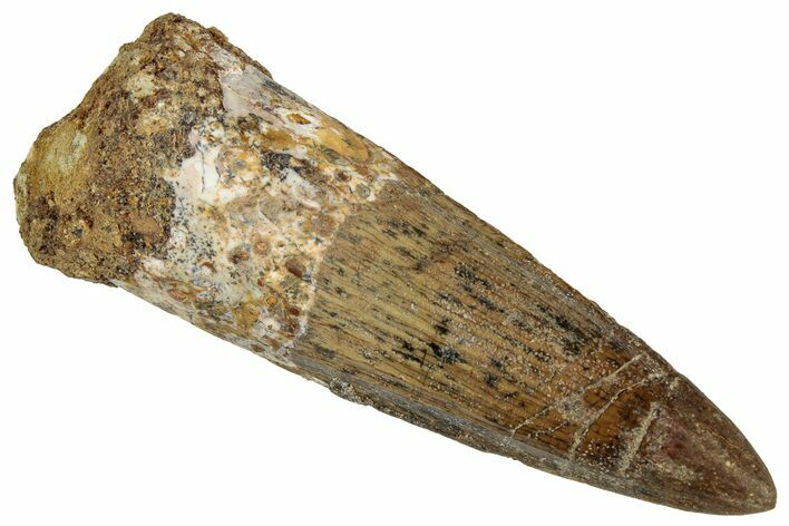 Fossil Spinosaurus Tooth - Real Dinosaur Tooth #324874